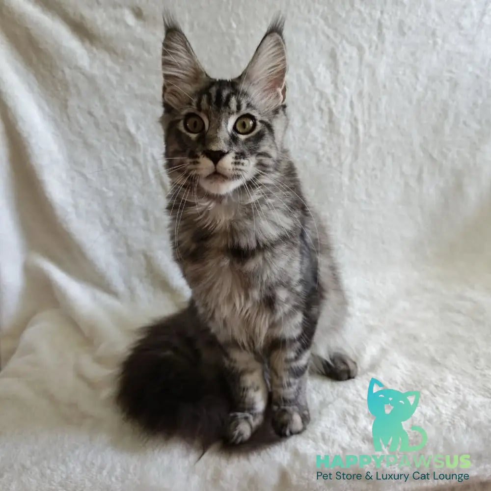 Quigley Maine Coon male black silver tabby - live animals