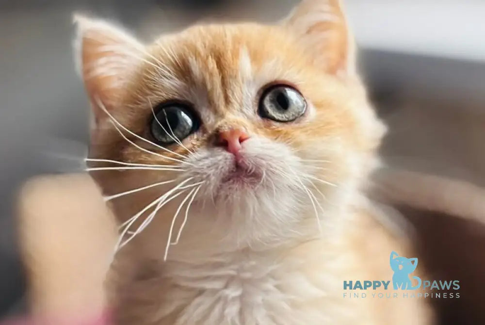 Quill British Shorthair female black golden shaded live animals