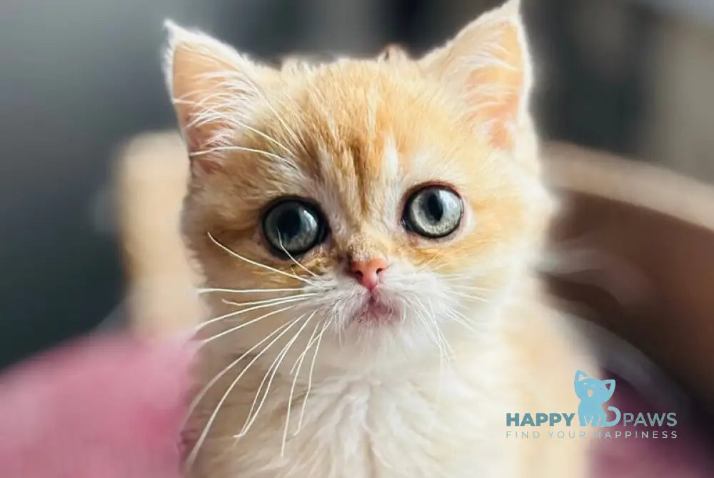 Quill British Shorthair female black golden shaded live animals