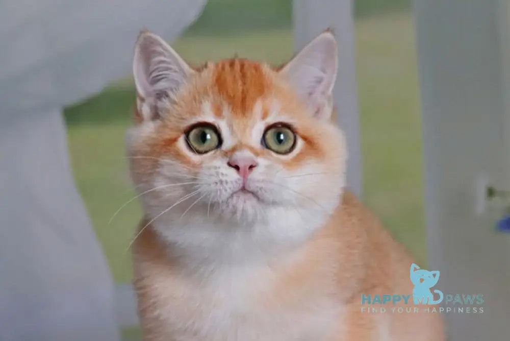 Quill British Shorthair male black golden shaded live animals