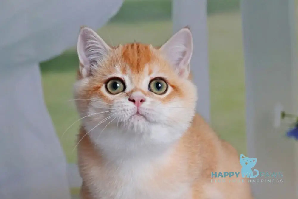 Quill British Shorthair male black golden shaded live animals