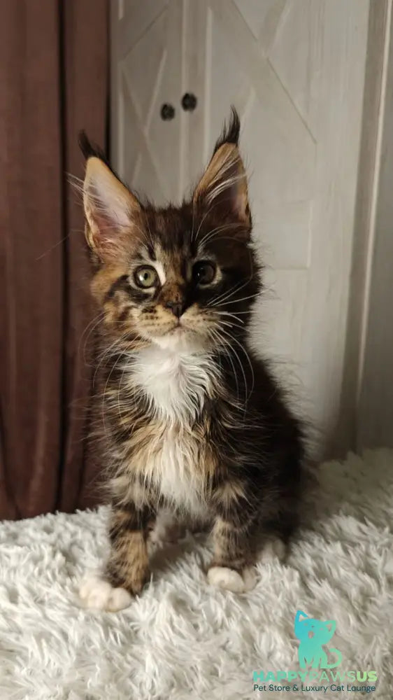 Quill Maine Coon female black tabby bicolour live animals