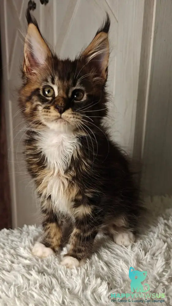 Quill Maine Coon female black tabby bicolour live animals