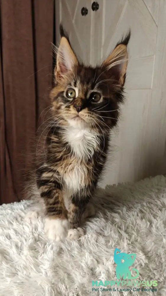 Quill Maine Coon female black tabby bicolour live animals