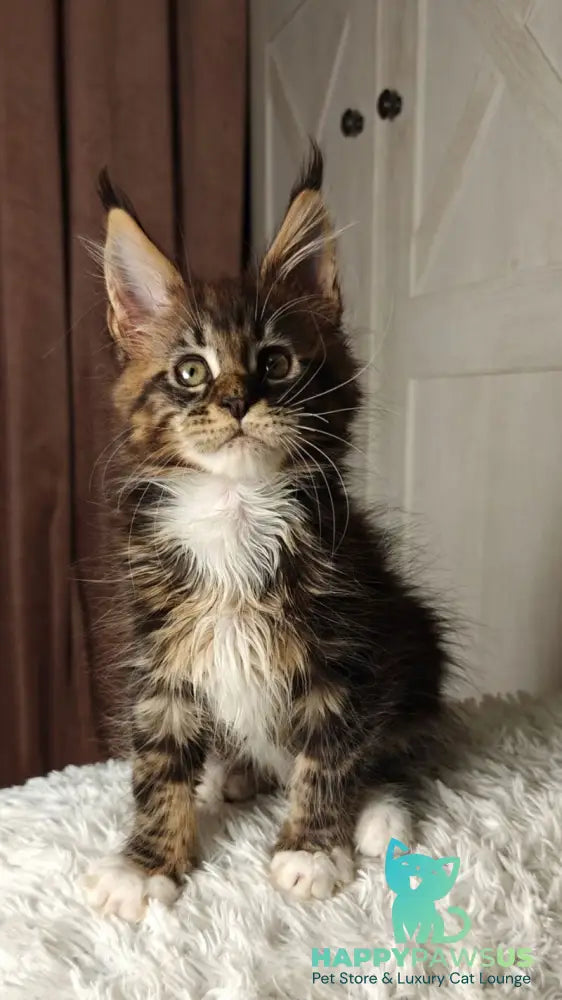 Quill Maine Coon female black tabby bicolour live animals