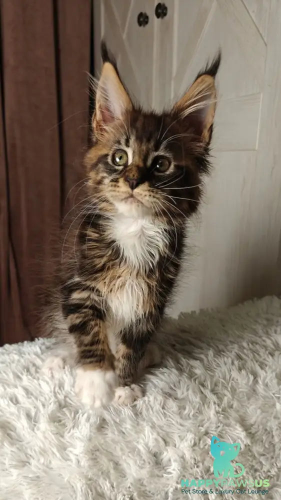 Quill Maine Coon female black tabby bicolour live animals