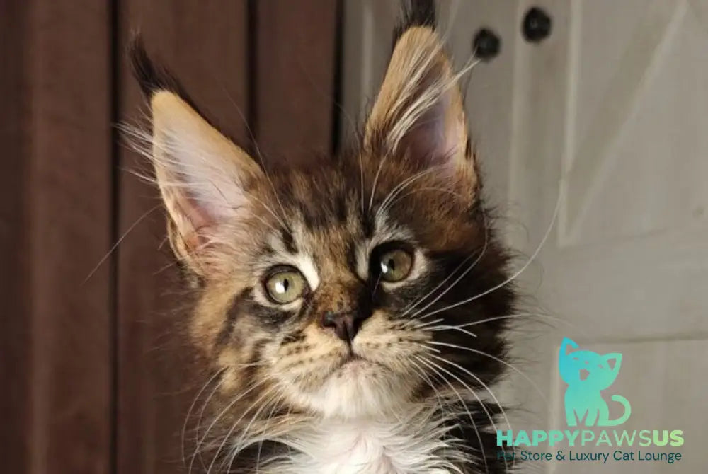 Quill Maine Coon female black tabby bicolour live animals