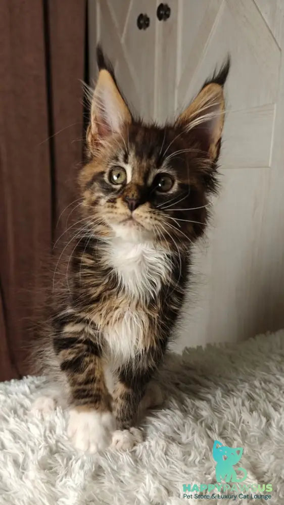 Quill Maine Coon female black tabby bicolour live animals