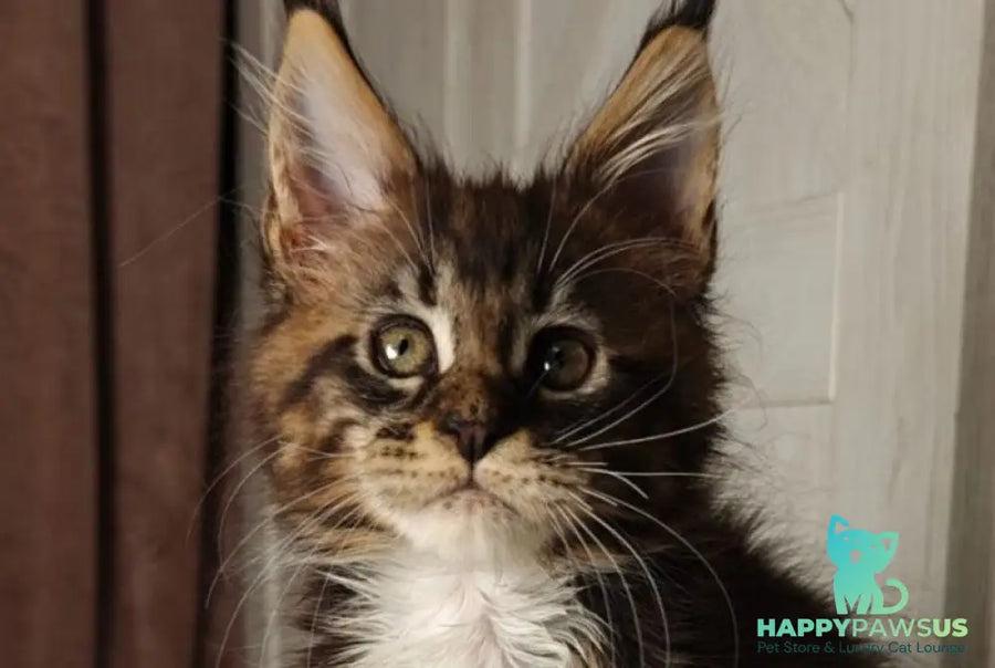 Quill Maine Coon female black tabby bicolour live animals