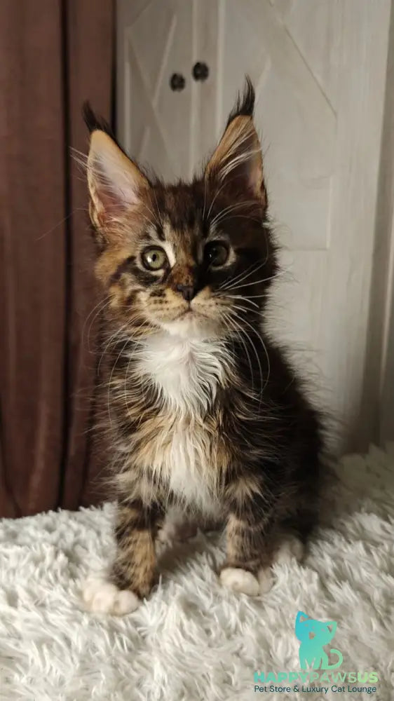 Quill Maine Coon female black tabby bicolour live animals