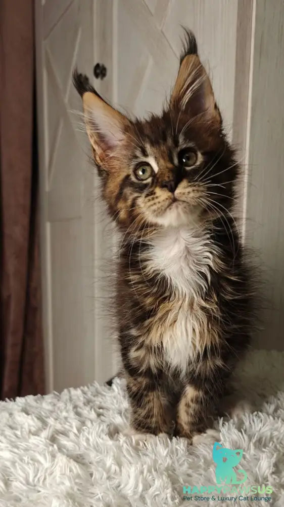 Quill Maine Coon female black tabby bicolour live animals