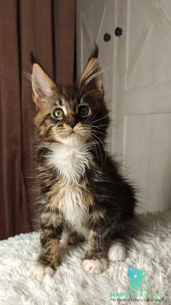 Quill Maine Coon female black tabby bicolour live animals