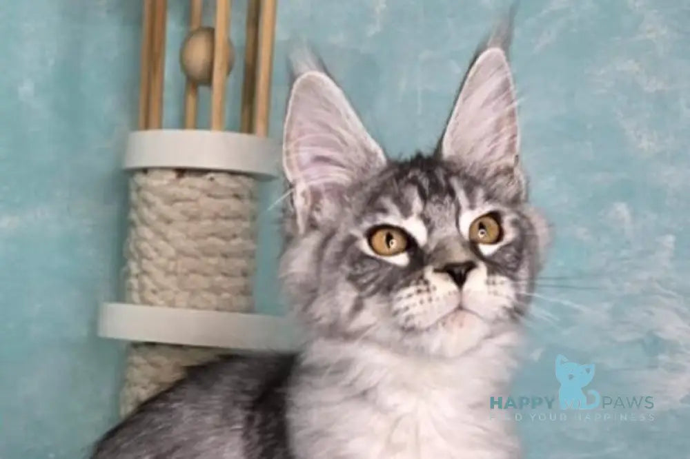 Quill Maine Coon male black silver tabby live animals
