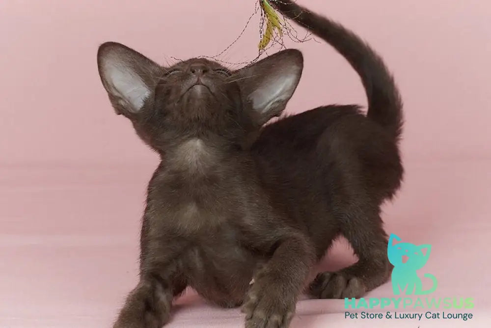 Quill Oriental Shorthair male chocolate - live animals