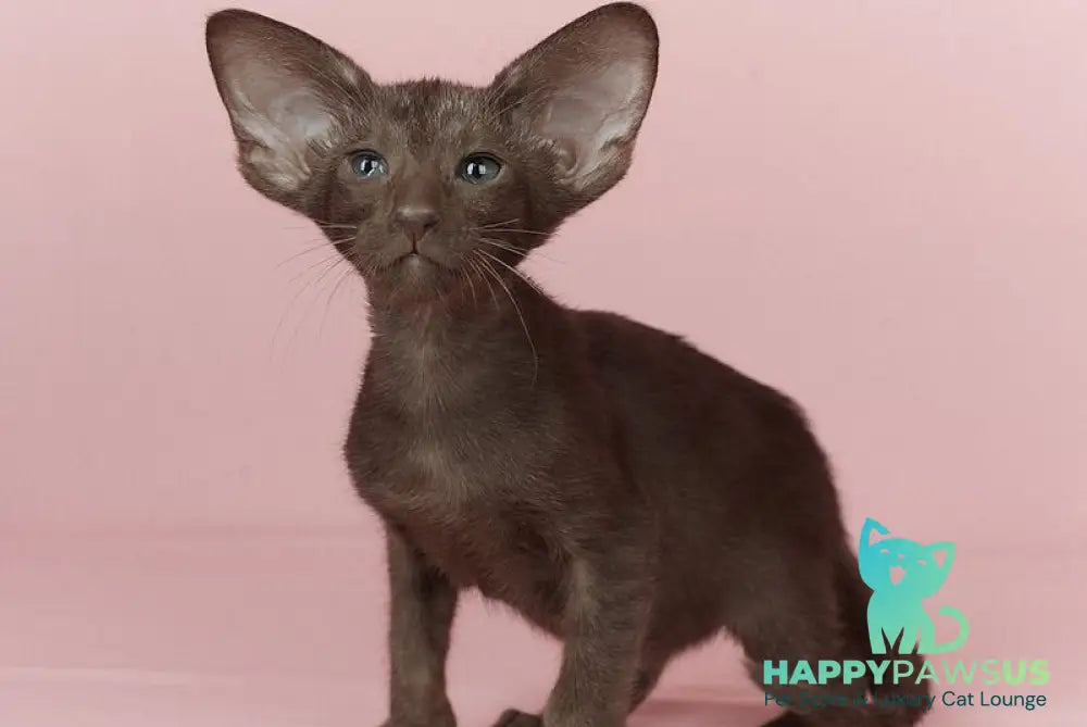 Quill Oriental Shorthair male chocolate - live animals