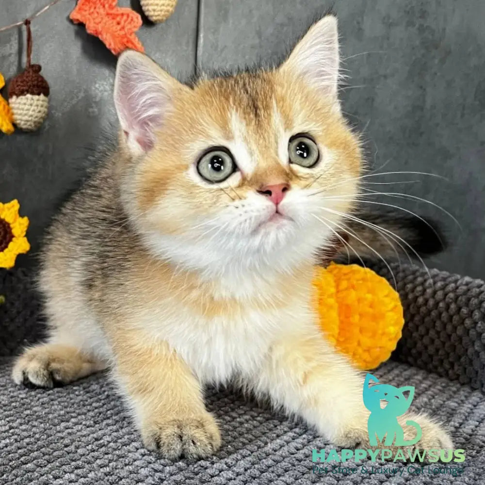 Quill Scottish Straight male black golden ticked tabby - live animals
