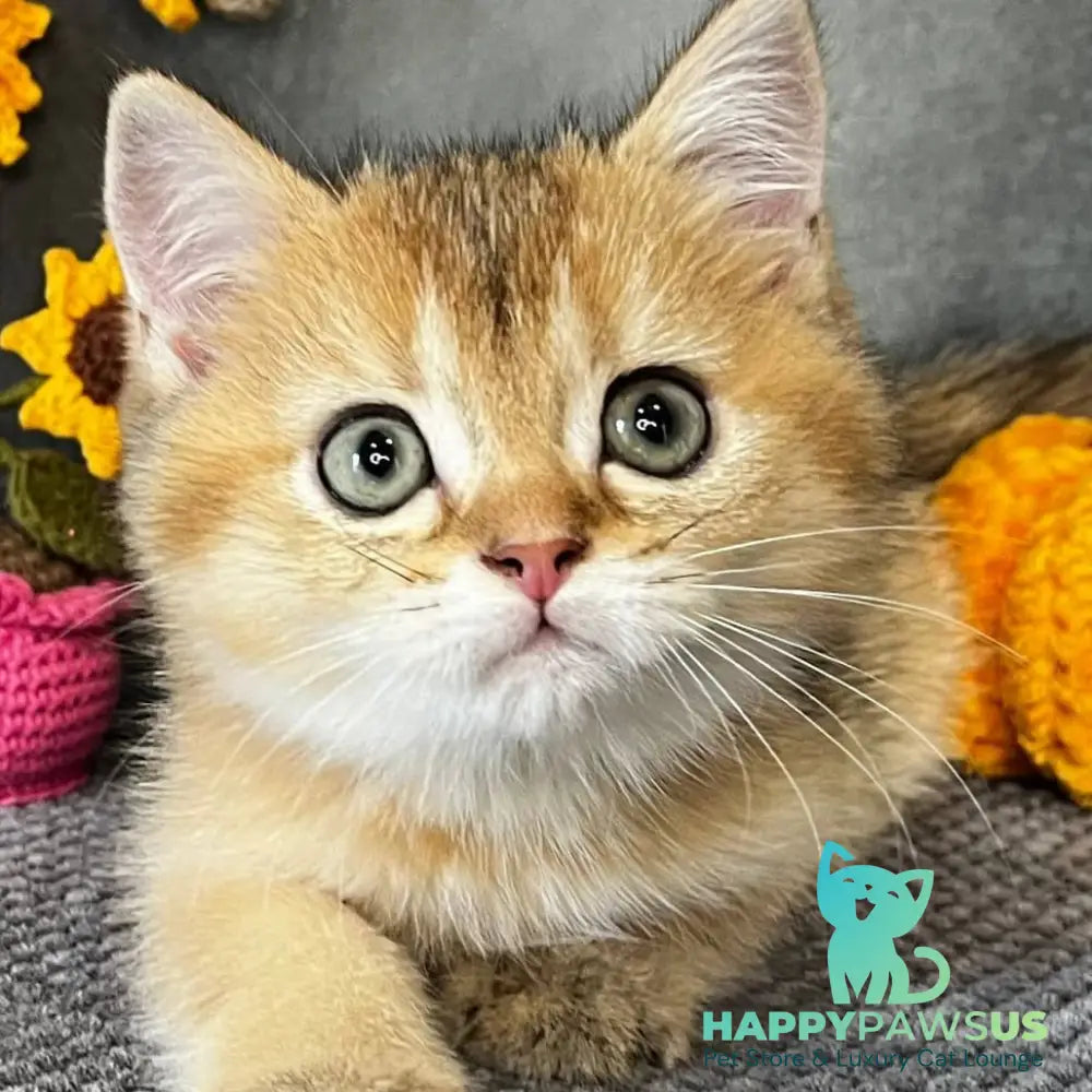 Quill Scottish Straight male black golden ticked tabby - live animals