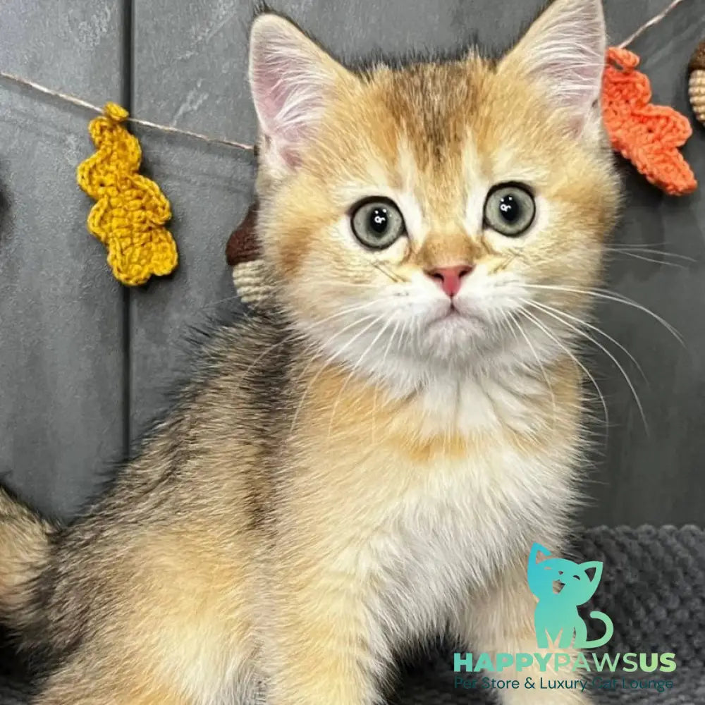 Quill Scottish Straight male black golden ticked tabby - live animals