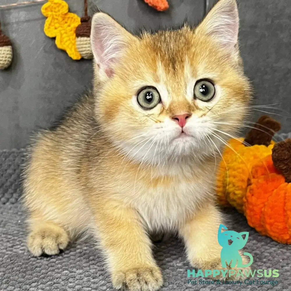 Quill Scottish Straight male black golden ticked tabby - live animals