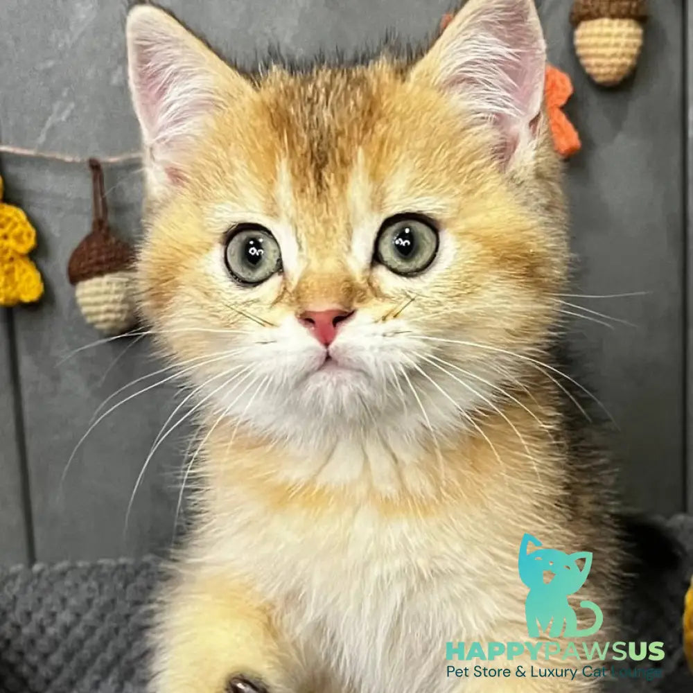 Quill Scottish Straight male black golden ticked tabby - live animals