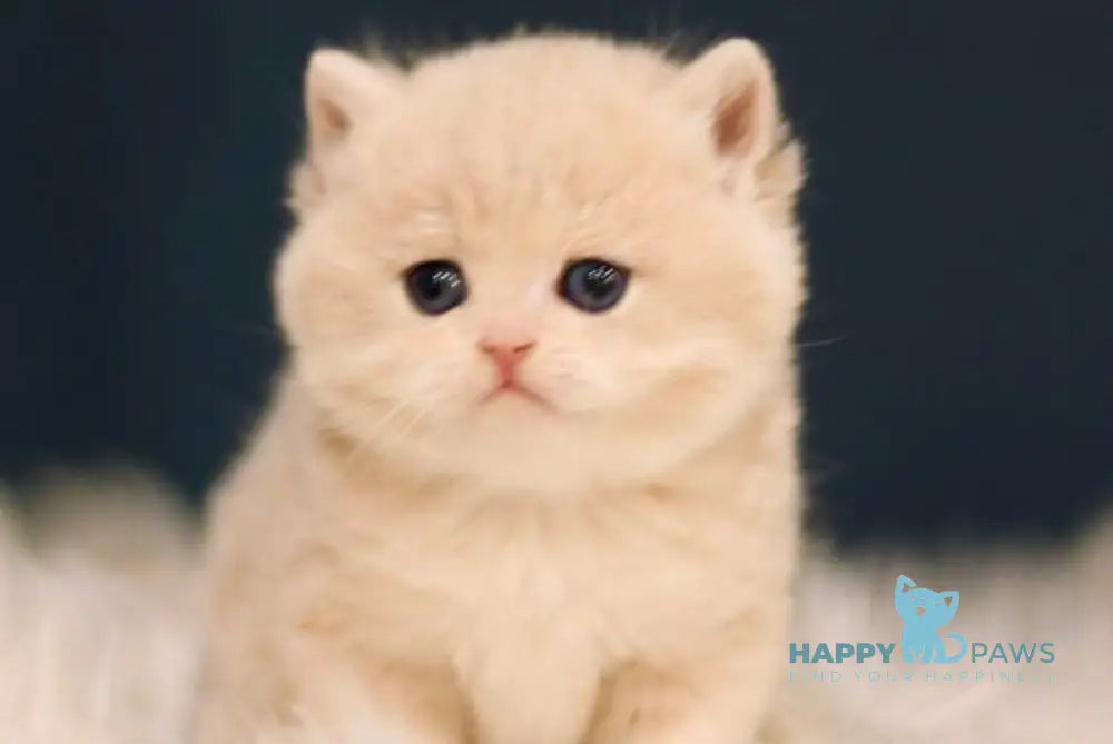 Quilla British Shorthair female blue golden chinchilla live animals