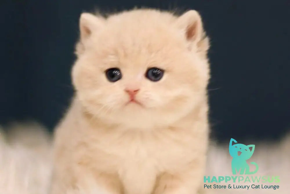 Quilla British Shorthair female blue golden chinchilla live animals