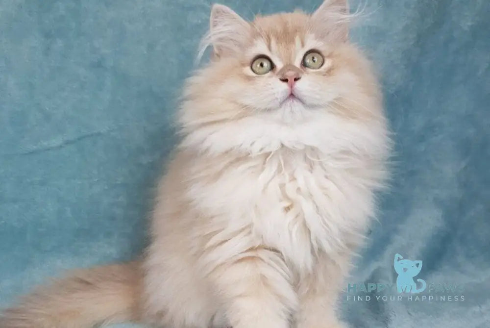 Quillie British Longhair male lilac golden chinchilla live animals