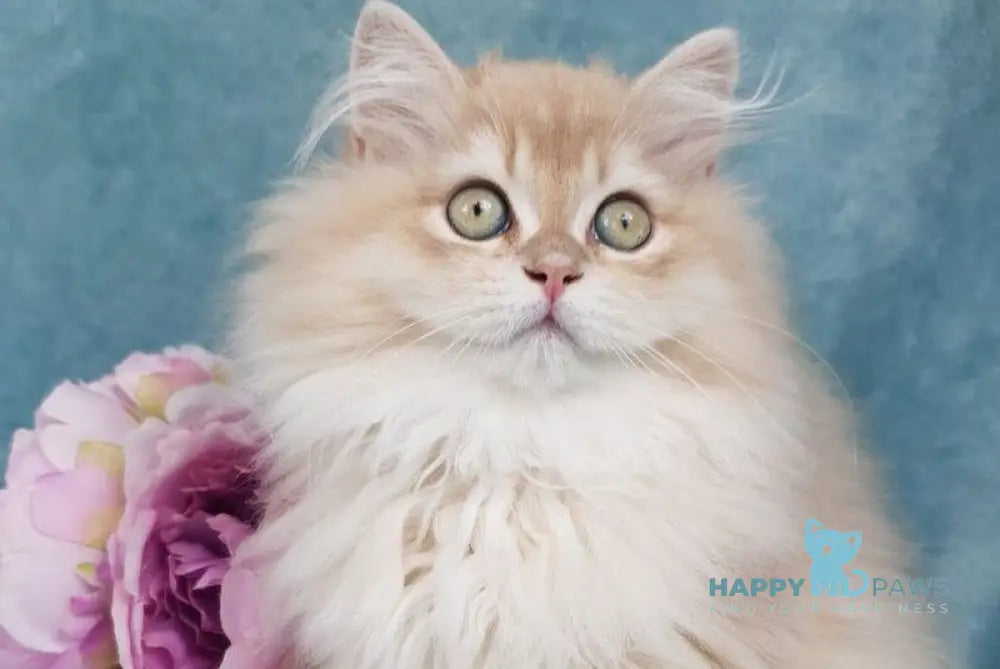 Quillie British Longhair male lilac golden chinchilla live animals