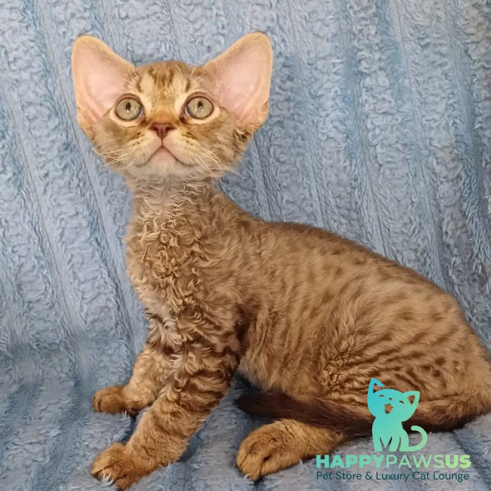 Quillon Devon Rex male chocolate spotted tabby - live animals