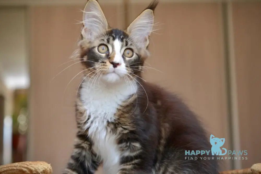 Quillon Maine Coon male black with white ticked tabby live animals