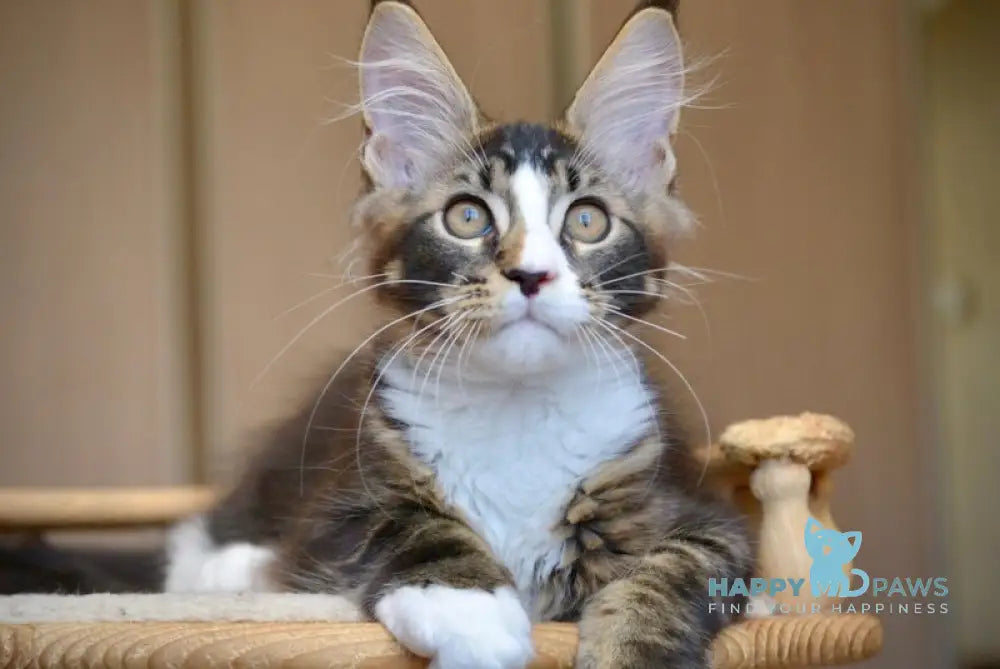 Quillon Maine Coon male black with white ticked tabby live animals