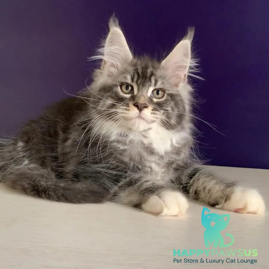 Quim Maine Coon male black silver tabby with white - live animals