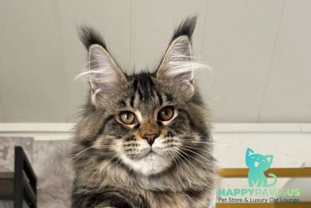 Quimmby Maine Coon female black ticked tabby live animals