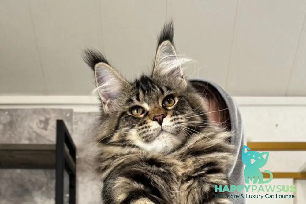 Quimmby Maine Coon female black ticked tabby live animals