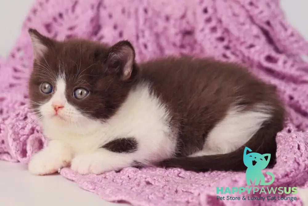 Quin British Shorthair male chocolate bicolour - live animals