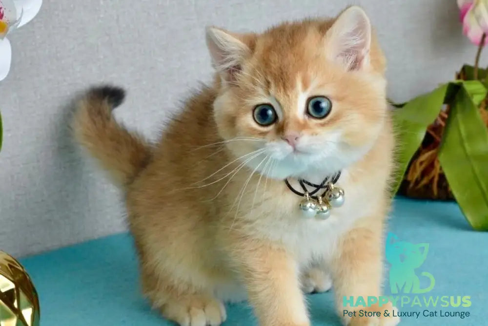 Quina British Shorthair female black golden shaded - live animals