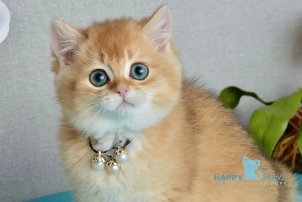 Quina British Shorthair female black golden shaded - live animals