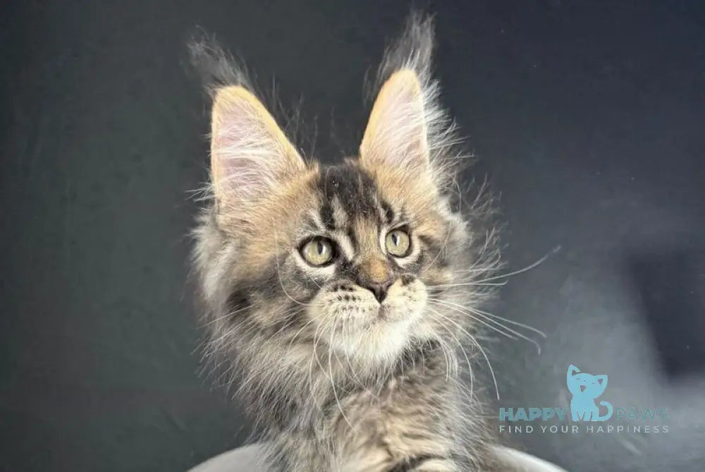 Quinci Maine Coon male black ticked tabby live animals