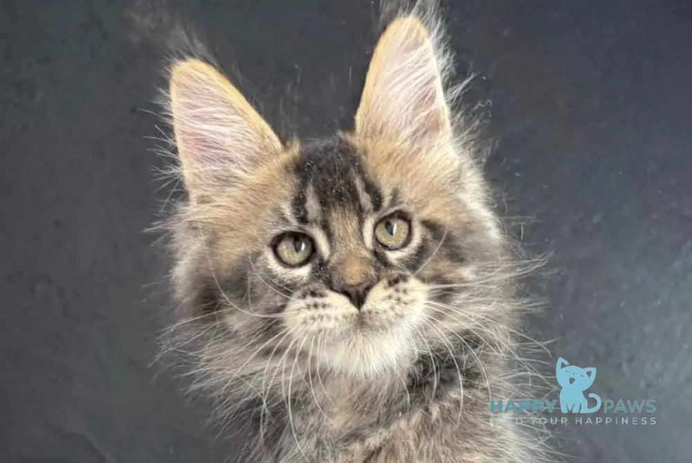 Quinci Maine Coon male black ticked tabby live animals