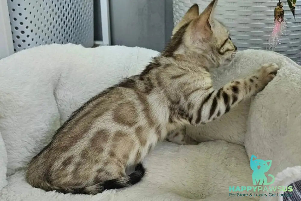 Quincy Bengal male black spotted tabby pointed - live animals