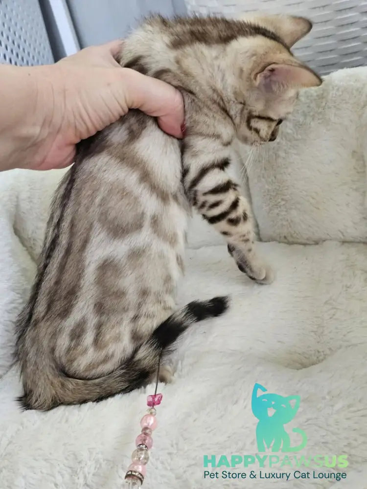 Quincy Bengal male black spotted tabby pointed - live animals