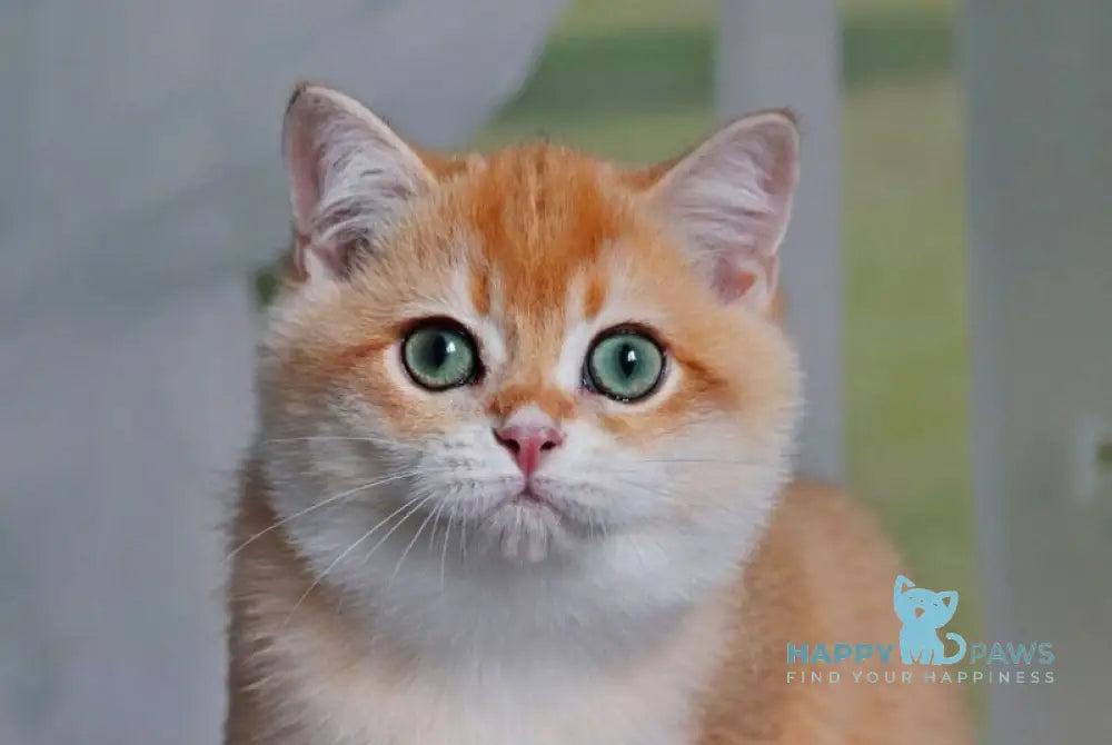 Quincy British Shorthair male black golden chinchilla live animals