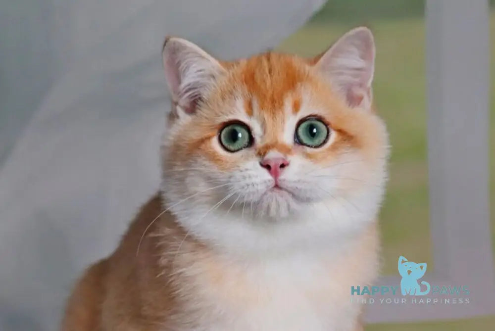 Quincy British Shorthair male black golden chinchilla live animals