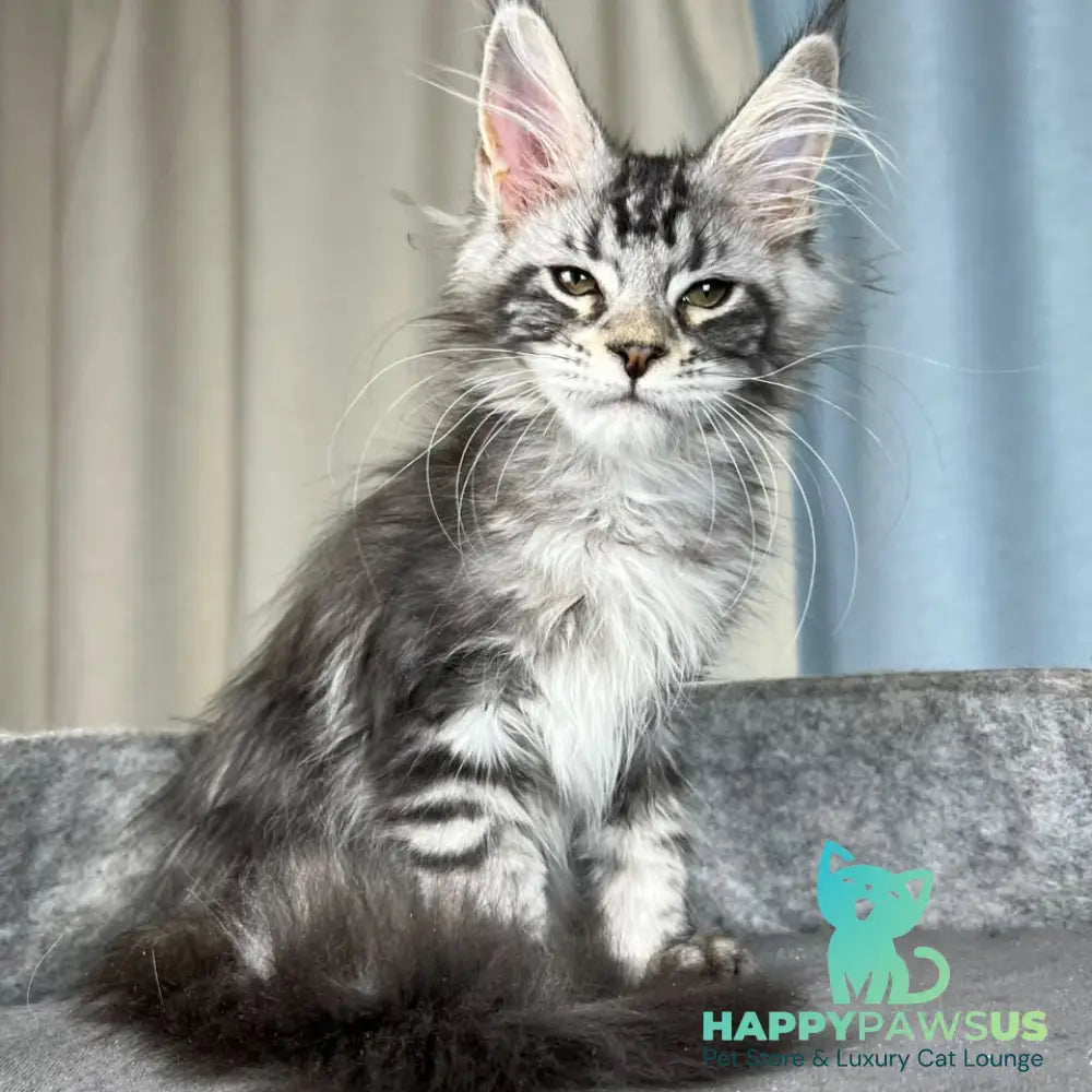 Quincy Maine Coon female black silver tabby - live animals