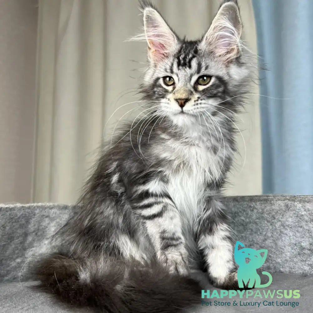 Quincy Maine Coon female black silver tabby - live animals
