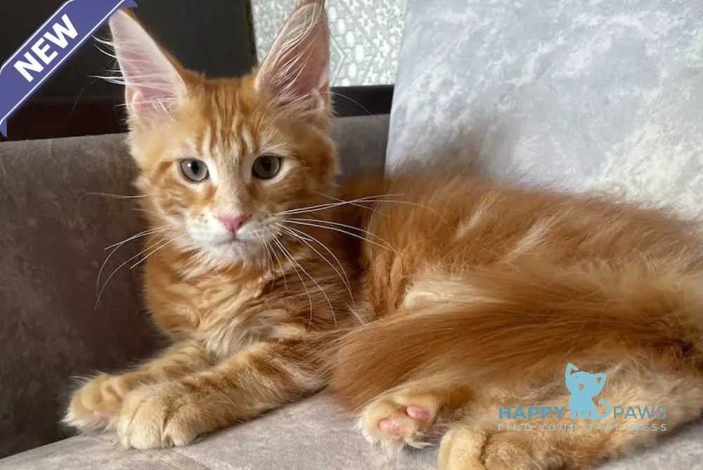 Quincy Maine Coon female red tabby live animals