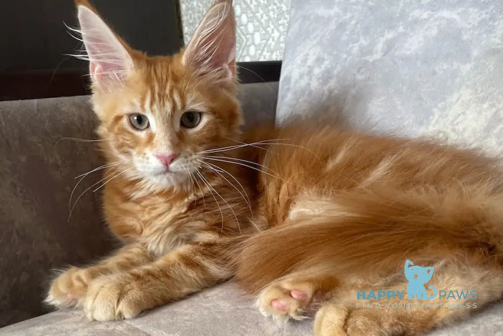 Quincy Maine Coon female red tabby live animals