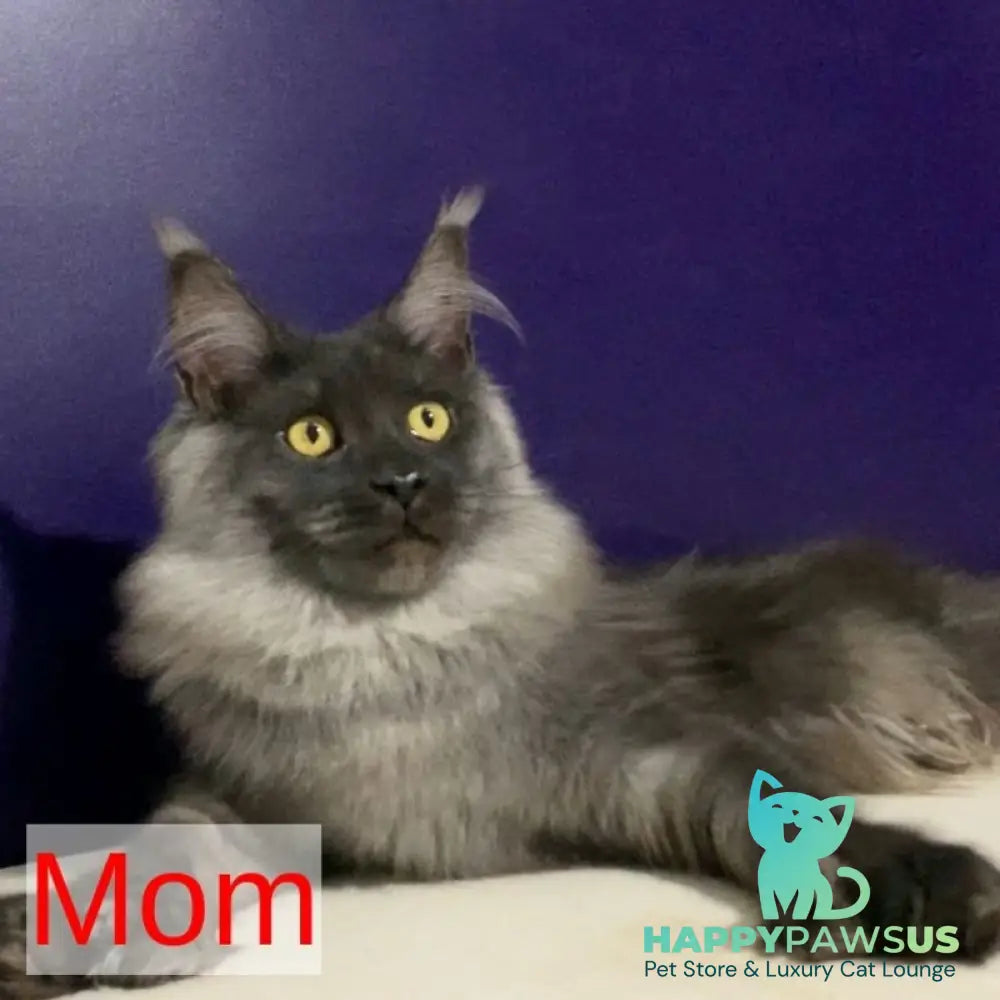 Quinella Maine Coon female blue bicolour tabby - live animals