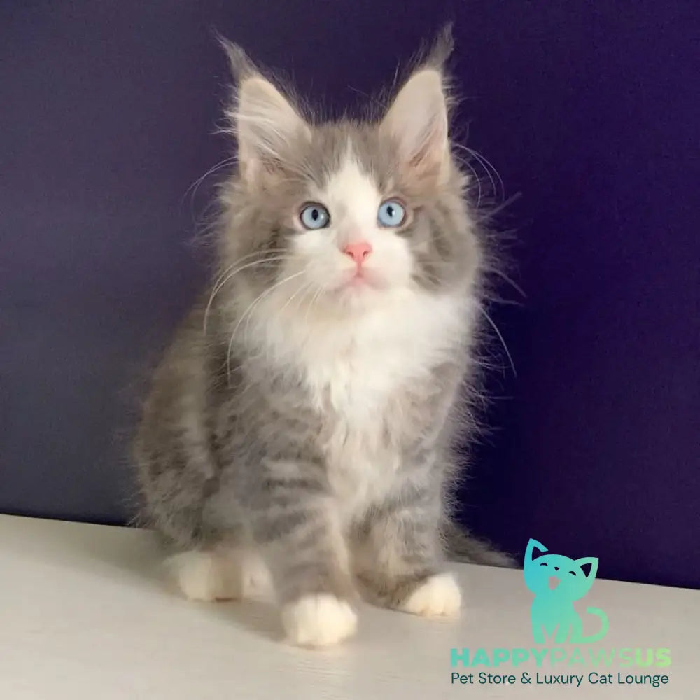 Quinella Maine Coon female blue bicolour tabby - live animals
