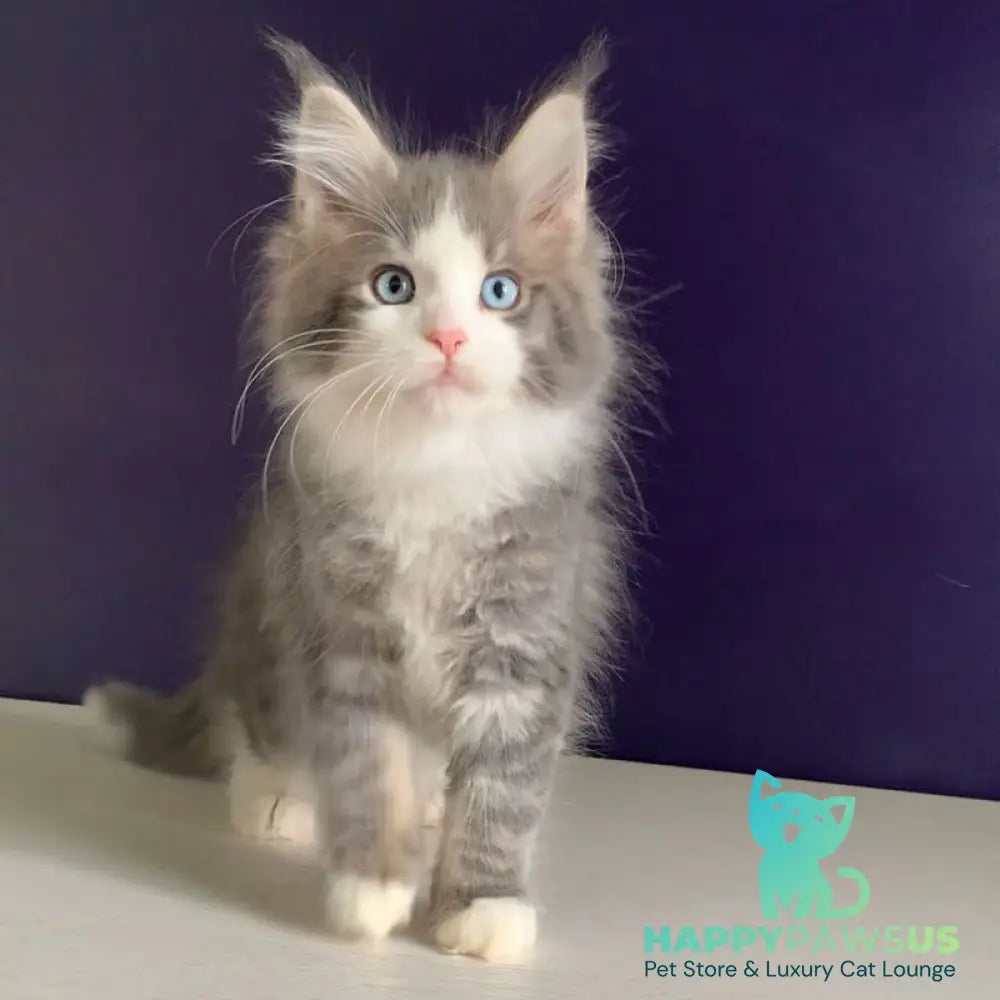 Quinella Maine Coon female blue bicolour tabby - live animals